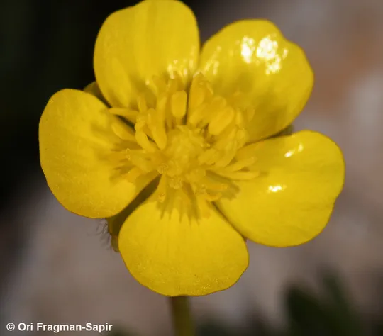 Ranunculus demissus photographed by 