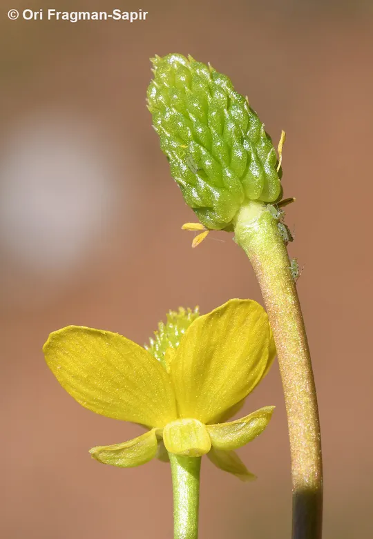 Mouse-tail Buttercup photographed by 