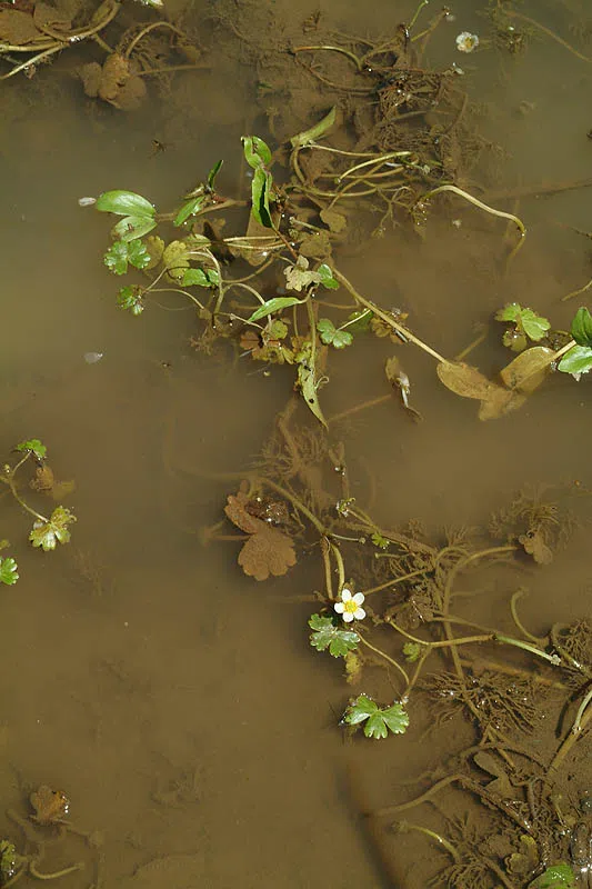 Sanicle-leaved Water Crowfoot photographed by Ori Fragman-Sapir