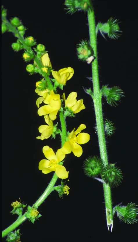 Common Agrimony, Church Steeples photographed by 