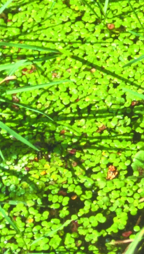Greater Duckweed, Common Duckweed