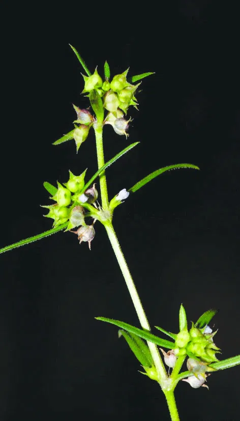 Oldenlandia capensis