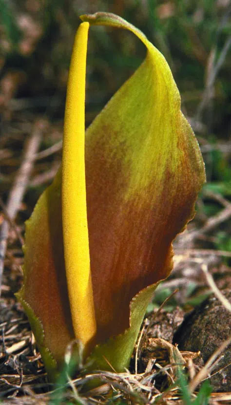 Yellow Biarum photographed by 