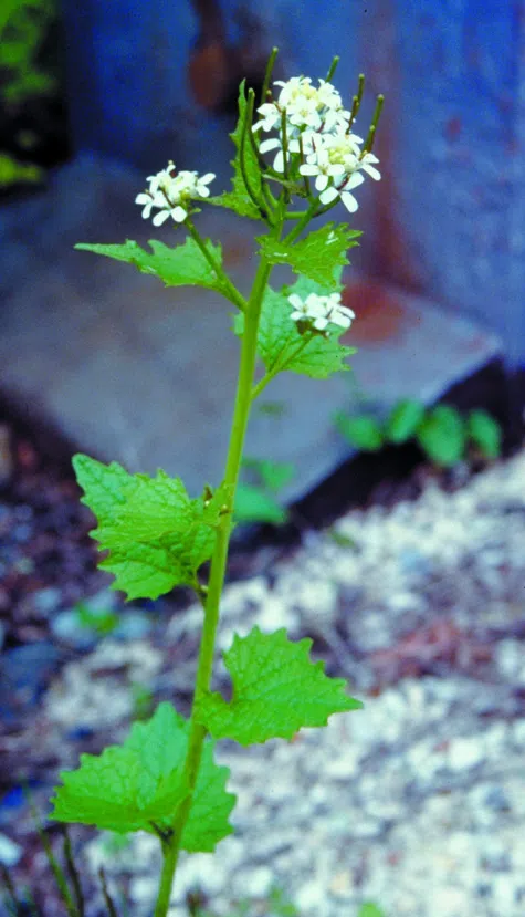 Petiolate Garlic Mustard, Jack-by-the-hedge photographed by 