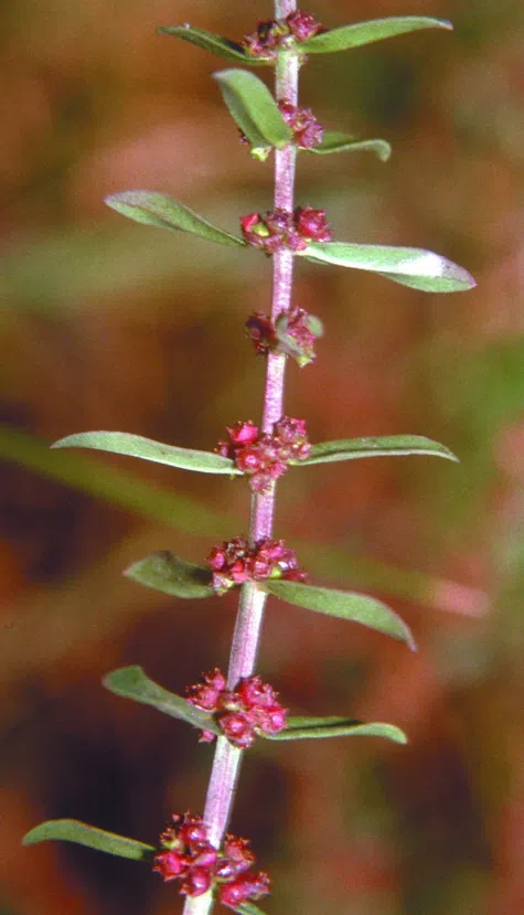 Redstem Toothcup, Eared Redstem photographed by 