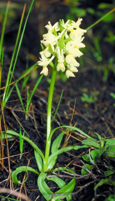 Roman Orchid photographed by 