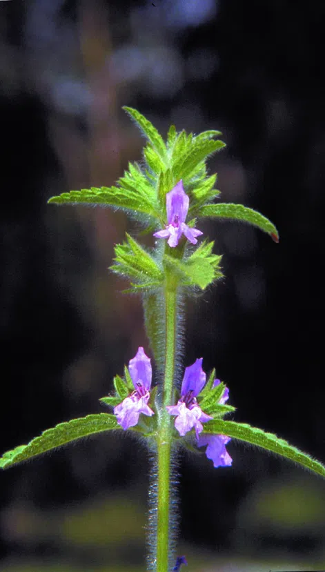 Zohary's Woundwort photographed by 