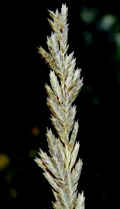 Swamp Lovegrass photographed by 