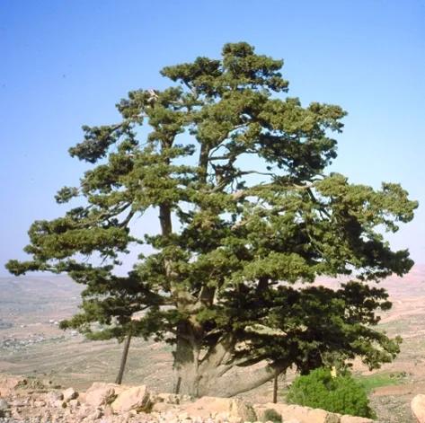 Mediterranean Cypress, Funeral Cypress