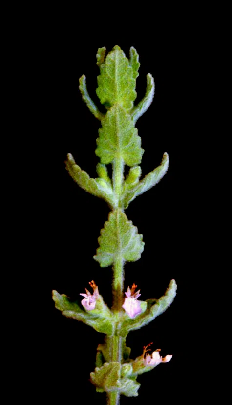 Water Germander photographed by 
