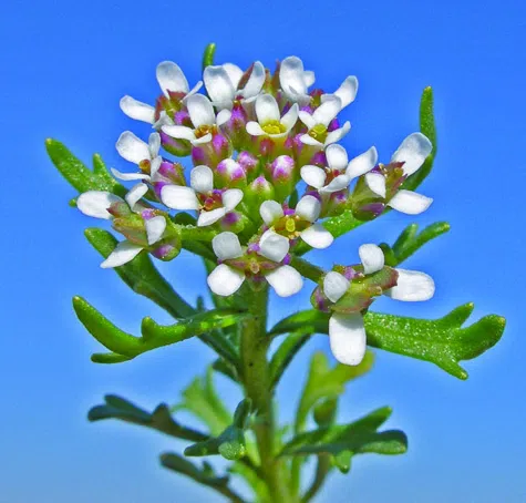 Sweet-scented Candytuft photographed by 
