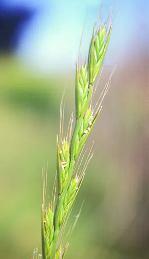 Persian Ryegrass photographed by 