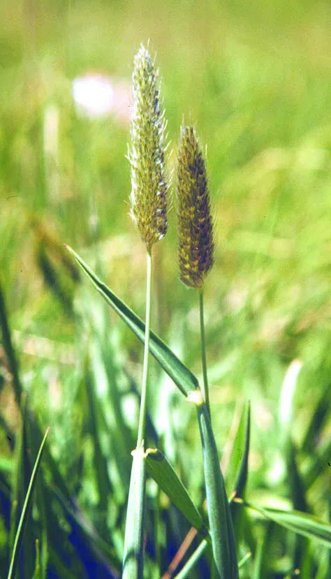 Reed Foxtail, Creeping Meadow Foxtail