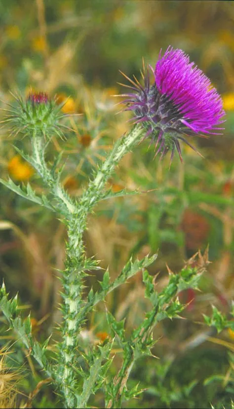 False Plumed Thistle photographed by 