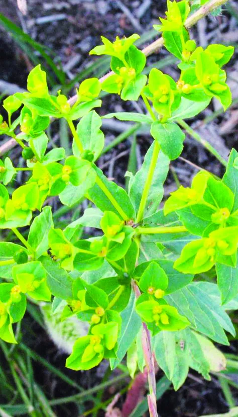 Small-capsuled Spurge photographed by 