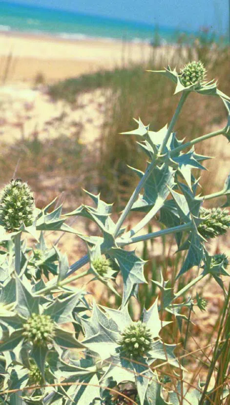 Sea Holly photographed by 