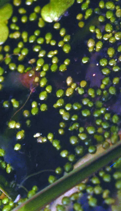 Rootless Duckweed, Spotless Watermeal photographed by 