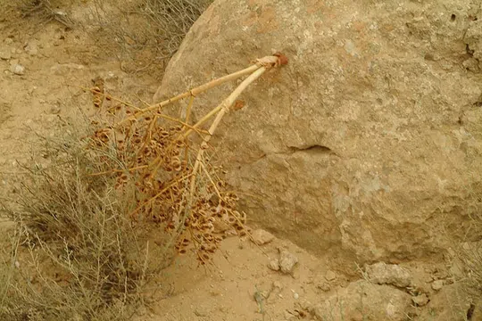 ריבס המדבר צולם על ידי אורי פרגמן-ספיר