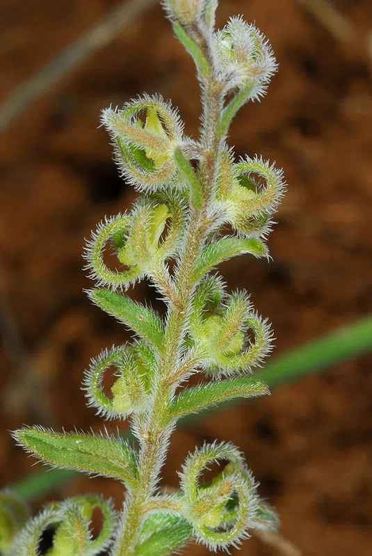 Two-seeded Rochelia photographed by Ori Fragman-Sapir