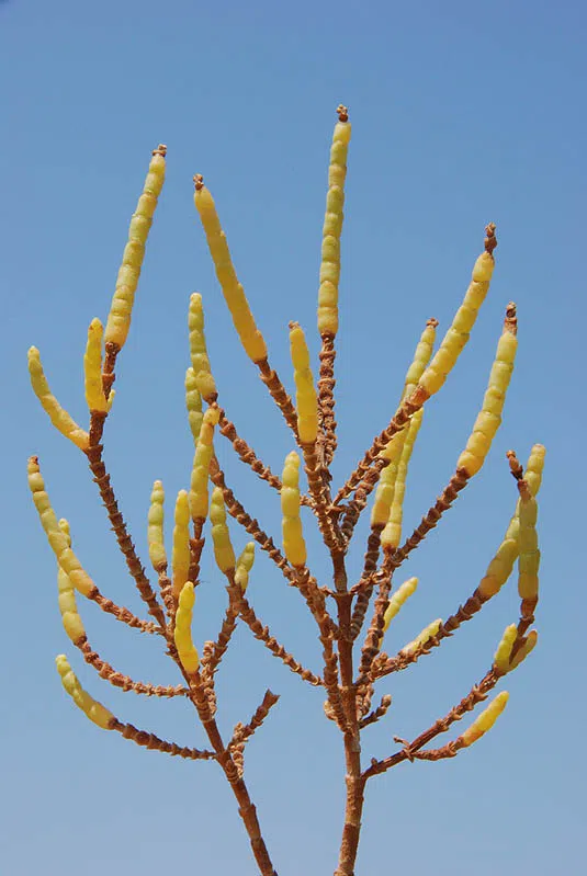Samphire Plant photographed by Ori Fragman-Sapir