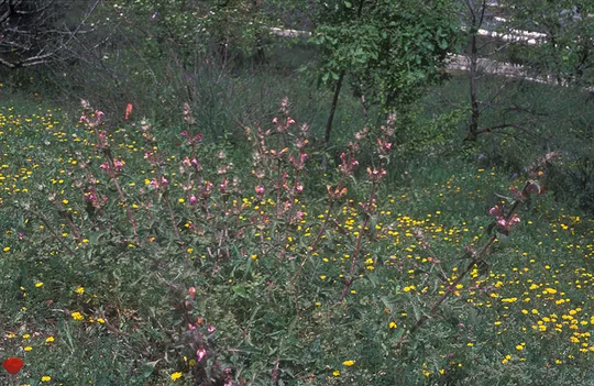 Salvia bracteata photographed by 