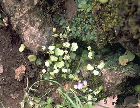 Ivy-leaved Saxifrage photographed by Ori Fragman-Sapir