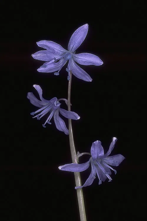 Cilician Squill, Chinese Scilla photographed by Ori Fragman-Sapir