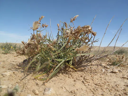 Low Viper's Grass photographed by Ori Fragman-Sapir