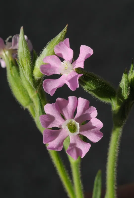 Large-toothed Catchfly photographed by 