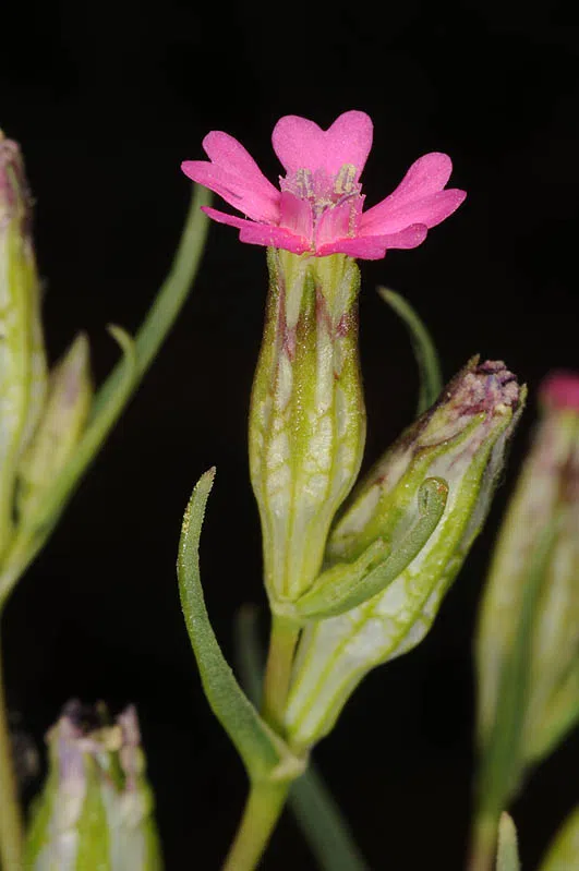 Spanish Catchfly photographed by 