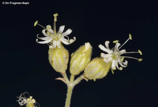 Narrow-leaved Catchfly photographed by 