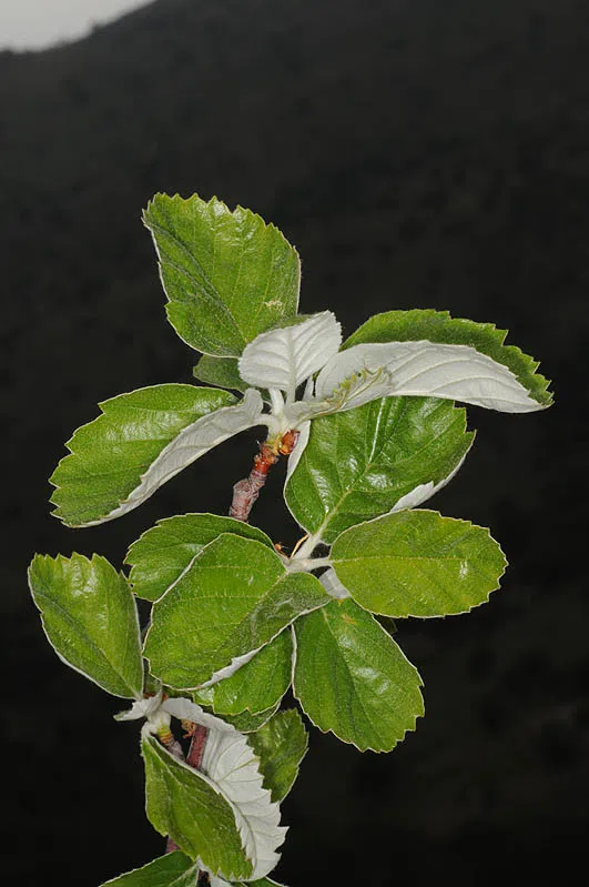 Sorbus umbellata photographed by Ori Fragman-Sapir
