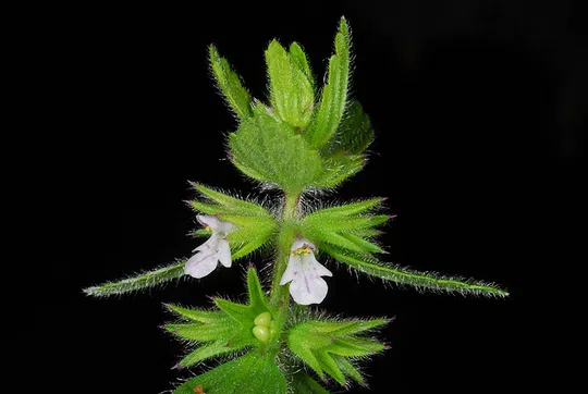 Corn Woundwort, Field Woundwort photographed by 