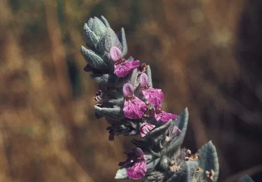 Banias Woundwort photographed by 