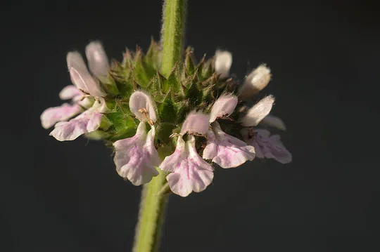 Stachys spectabilis photographed by 