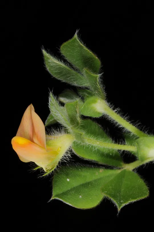 Yellow Winged Pea photographed by Ori Fragman-Sapir