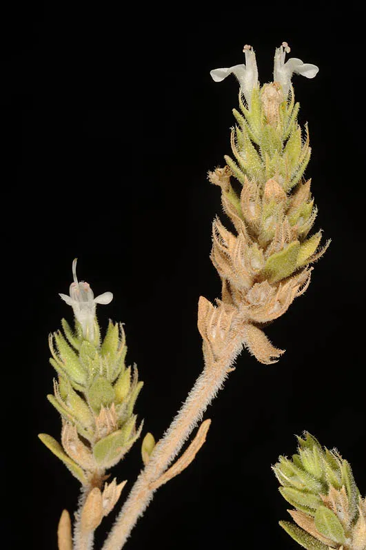 Thymus bovei photographed by Ori Fragman-Sapir