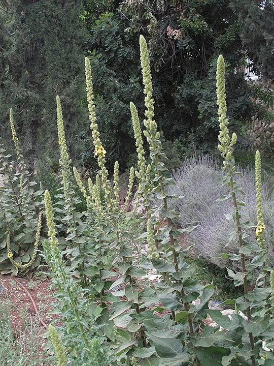 Caesarea Mullein, Banias Mullein photographed by 