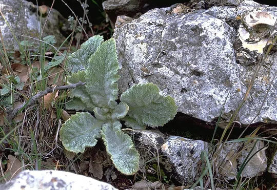 Verbascum qulebicum photographed by 
