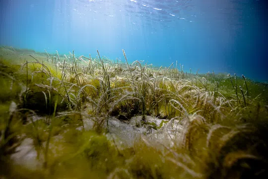 Narrowleaf Seagrass photographed by 