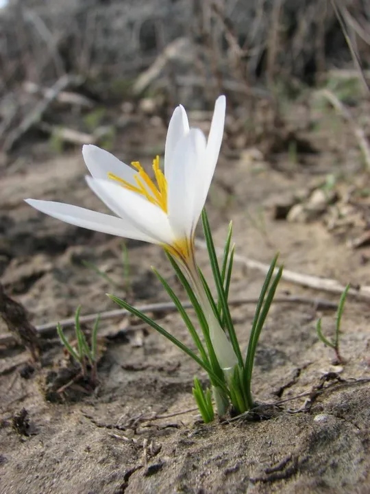 Crocus aleppicus (coastal populations) photographed by 