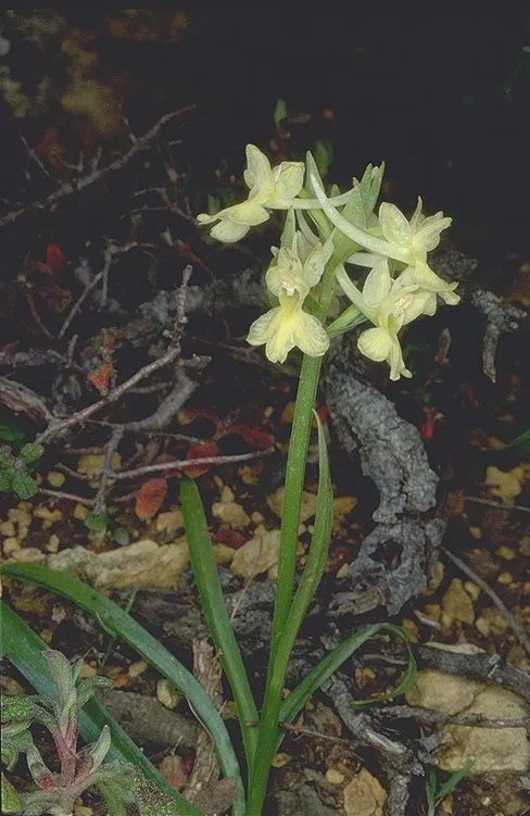 Roman Orchid photographed by 