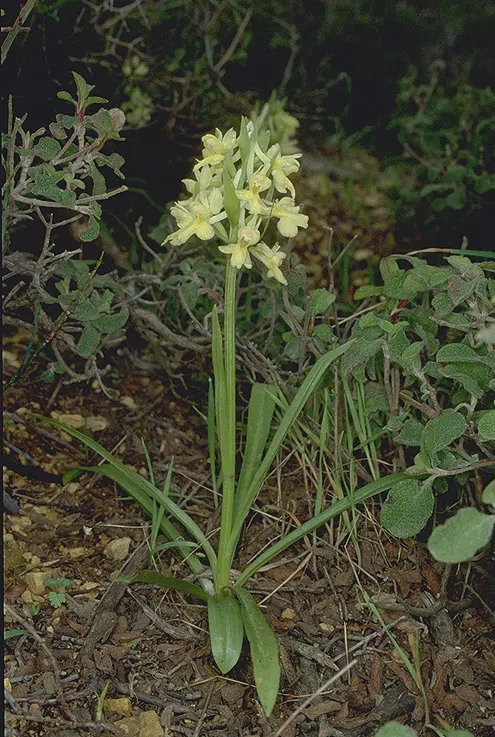 Roman Orchid