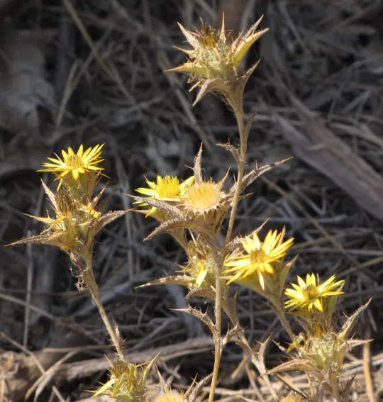 Racemed Carline Thistle photographed by 