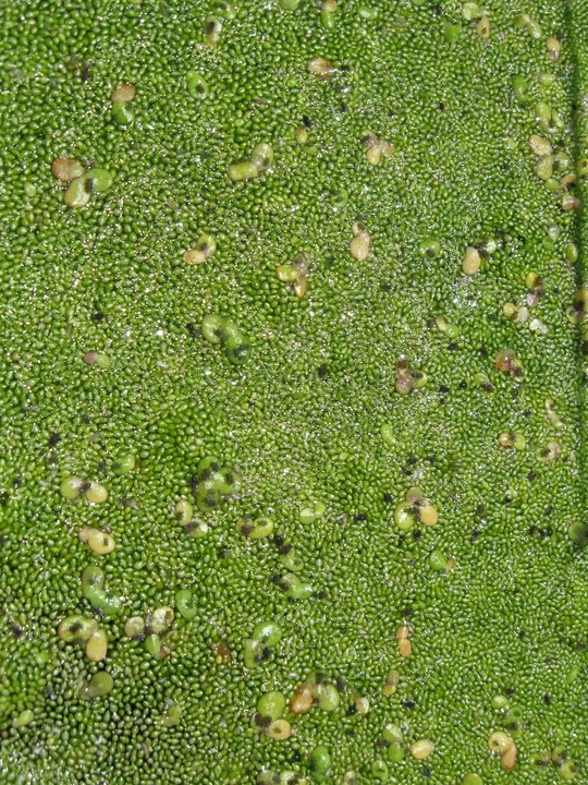 Rootless Duckweed, Spotless Watermeal photographed by 