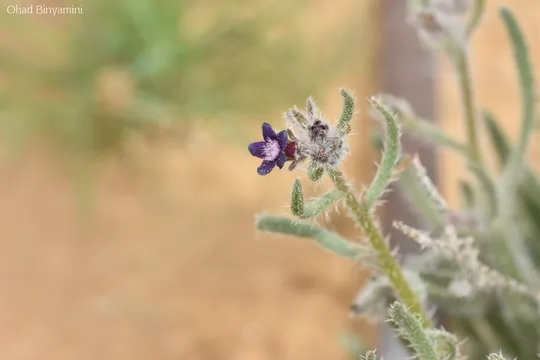 Negev Alkanet photographed by 