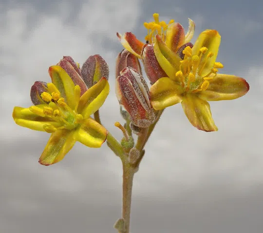 Haplophyllum poorei photographed by 