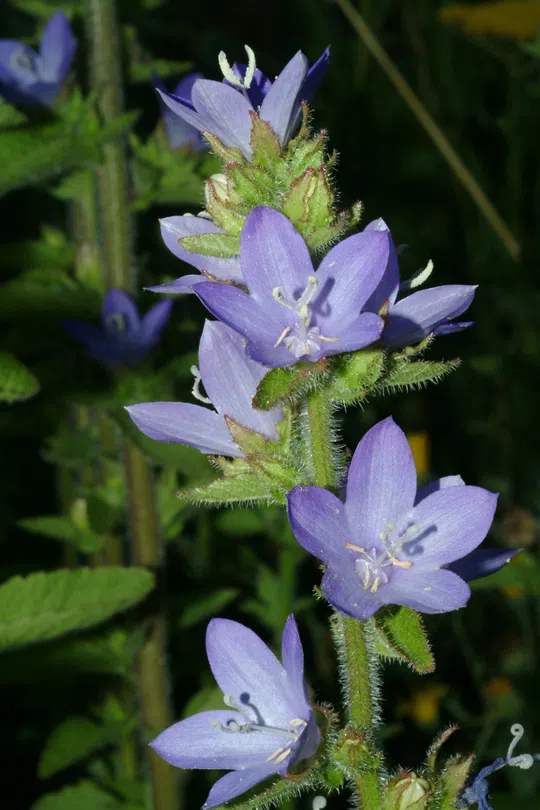 Peregrinating Bellflower, Foreign Bellflower photographed by 