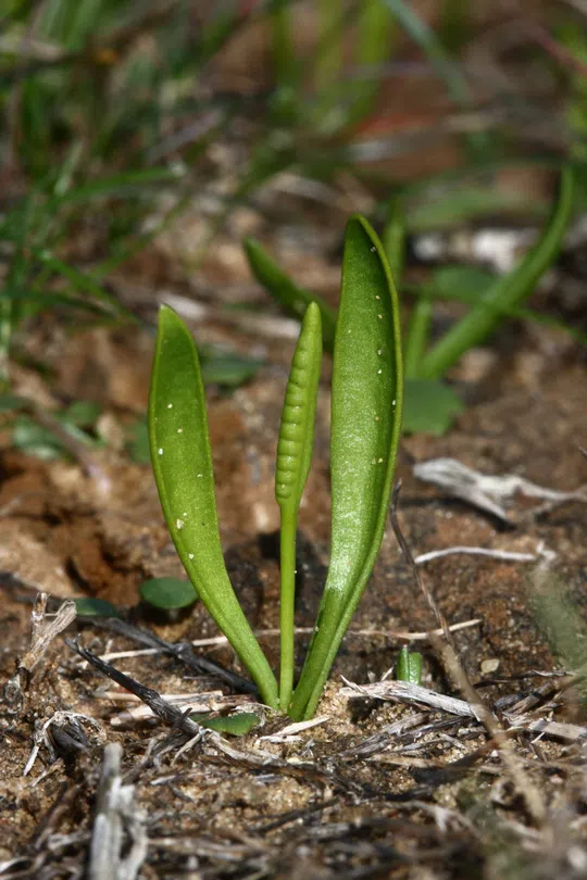 Lesser Adder's Tongue, Portuguese Adder's Tongue photographed by 