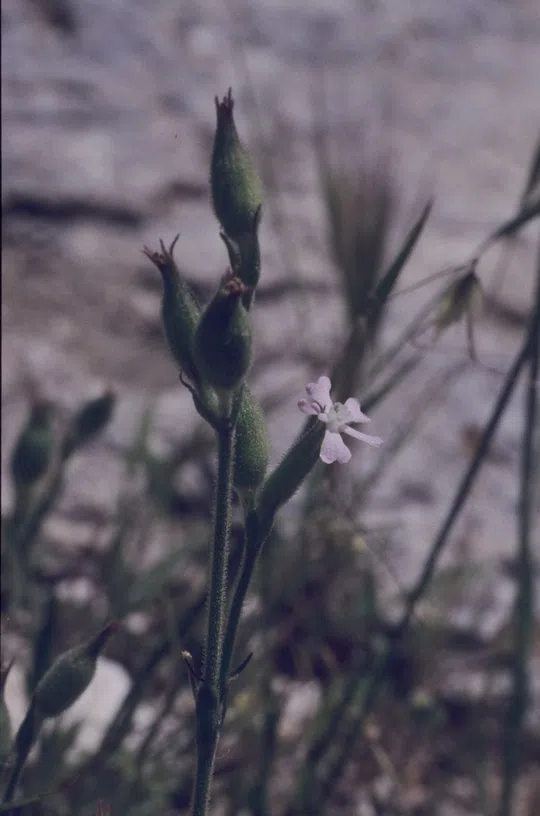 Large-toothed Catchfly